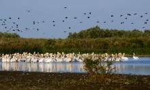 danube-delta-safari-21.jpg